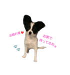 Lineスタンプ 子犬のパピヨン犬 白黒 24種類 1円