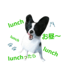 Lineスタンプ 子犬のパピヨン犬 白黒 24種類 1円